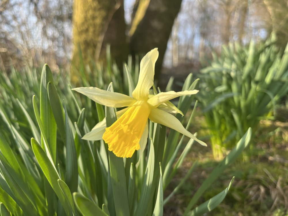 Daffs