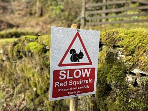 Red squirrel alert